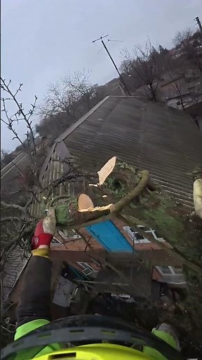 How Professional Tree Work Is Done