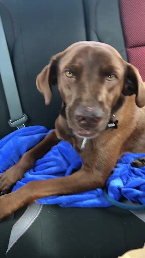 Affectionate Dog Brings Joy: A Heartwarming Rescue Story