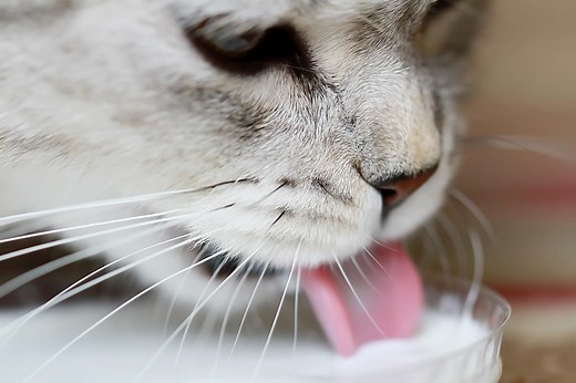 Can Cats Drink Milk? A Veterinarian Explains