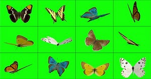 12 Options 3d Animated Butterflies That Stock Footage Video (100% Royalty-free) 1011670865 | Shutterstock