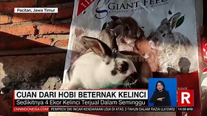 Cuan dari Hobi Beternak Kelinci #Redaksi #TRANS7 #BeritaHariIni #BeritaViral | TRANS7