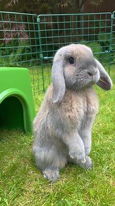 2.4K views · 62 reactions | Mini lop life  Does it get any cuter than this? | Omlet USA | Facebook