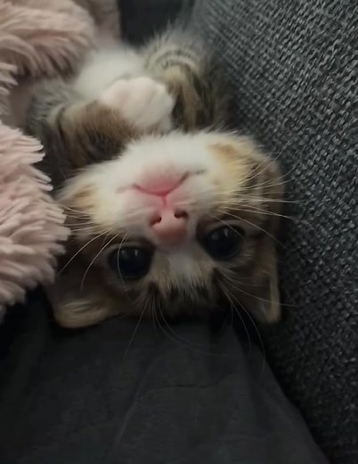 Adorable Winking Kitty | Cute Cat Video