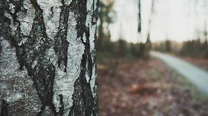 Autumn forest landscape - Free Stock Video