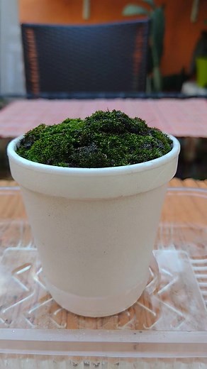 31K views · 692 reactions | Técnica 100 % Efectiva para Propagar MUSGO #moss #musgo #terrarios #bonsai #musgobonsai #dehuertayjardin #jardineria #reelgarden #gardeningtips #plantas #littleplants #plantaspequeñas #canaldejardineria #youtuberargentina #propagation #reproduccionmusgo #reproducirplantas #cultivomusgo #bonsaiart | De Huerta y Jardín | Facebook