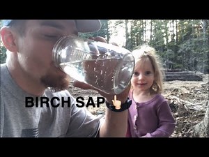 How to tap a birch tree | Birch Sap