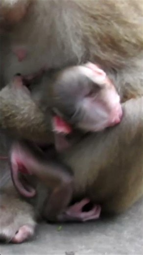 Watch This Mother’s Beautiful Reaction to Her Newborn Baby #monkey #animals