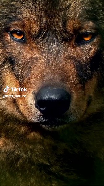 Wolf Growls In Forest Closeup
