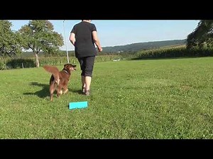 Die neuen Beginner in Rally Obedience