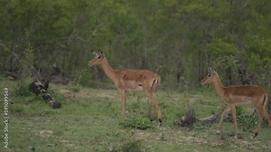 Closeup footage of deer walking close to green trees on a safari in Africa