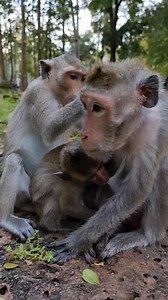 #monkey #babymonkey #monkeys #animals #feedinganimal | Review Monkey