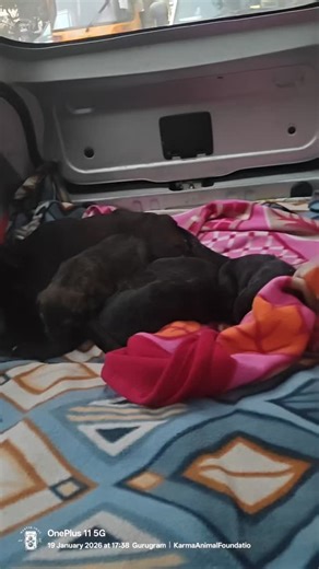 H Manjunath Kamath on Instagram: "#savedesidogs #adoptdontshop UPDATE ON PARI & HER PUPS PARI is slowly recovering and her treatment is ongoing and meanwhile her pups are all healthy and active. They will have their deworming & vaccination as per schedule. Meanwhile PARI's PCR test report is Negative ❤️‍🩹"