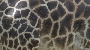 Giraffe Body Fills Frame You Can Stock Footage Video (100% Royalty-free) 10330754 | Shutterstock