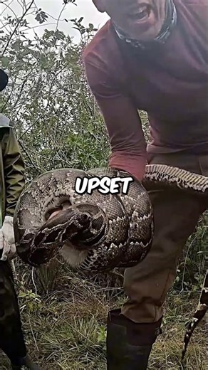 Burmese Python Wrapped the Arm Instantly - Almost Lost It
