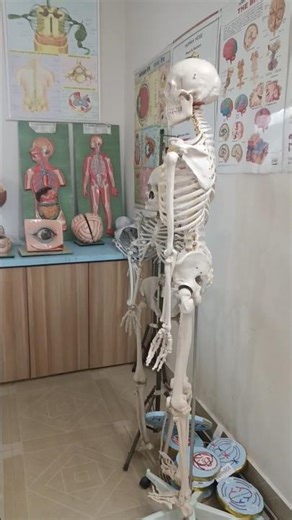 Biology Lab में Human Body Model Explained | Anatomy & Physiology