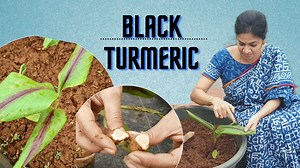 59K views · 1.4K reactions | BLACK TURMERIC PLANT (RARE PLANT) | Mad gardener | Facebook