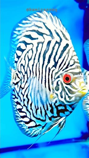 Most Beautiful Zebra Discus Fish