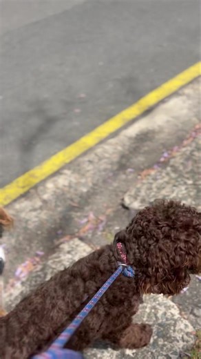 A walkthrough part one for ; Pipi , Charli and Mills | Pawfit | Facebook