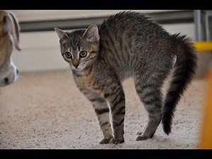 Cats Who Crab Walk! (A Compilation)