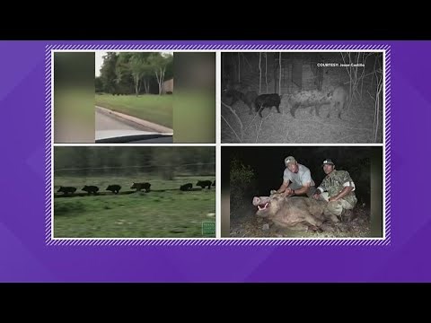 War on wild pigs | Houston-area property owners encouraged to trap, euthanize feral hogs