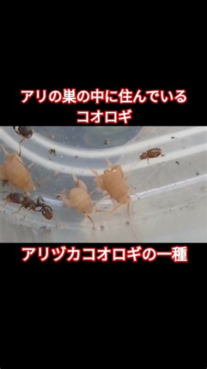 アリヅカコオロギの一種