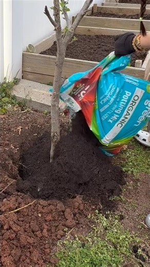 Transplanting Fuji Apple 🍎 Tree 🌳 #backyardgarden #fruittrees