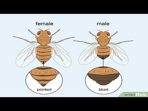 Biology of Drosophila melanogaster