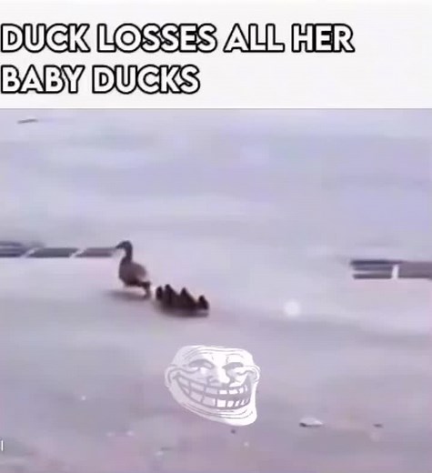 Wholesome Baby Duck Moments: Heartwarming Videos and Reactions