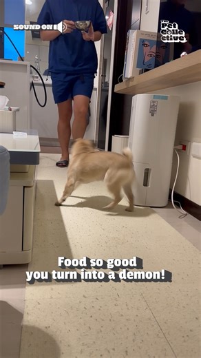 We've all been that hungry! 😂🐶 | The Pet Collective