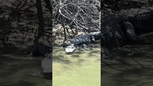 Alligator Responds to Call
