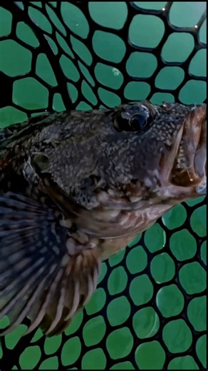What is this WIERD fish ?