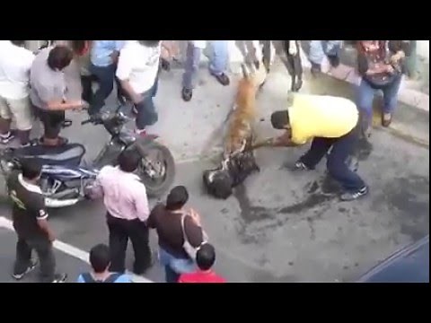 Dog Fight That Shocked Entire World