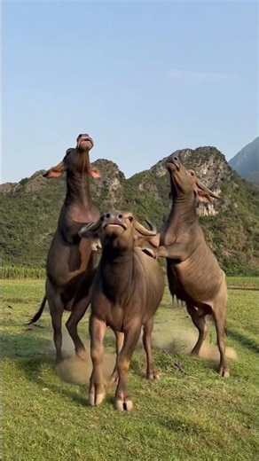 Dancing Buffalo Shocks Everyone 🐃#couple #shortvideo #short