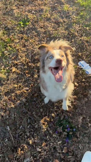 Ezra is a ball catching fool! #youtubeshorts #dog #shorts #funny