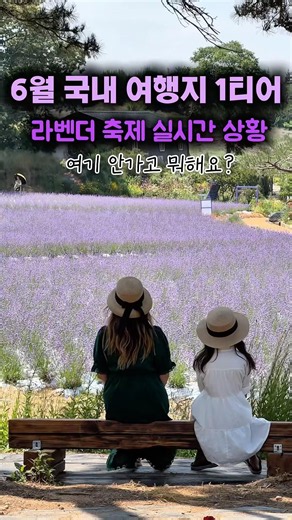 A 20,000-pyeong purple paradise you’ll regret missing if you don’t go now #shorts #LavenderFestiv...
