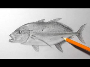 How to Draw a Hawaii Ulua Fish | Pencil Drawing for Beginners - Videos For Kids