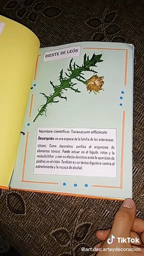 Cómo hacer un herbario creativo con plantas medicinales