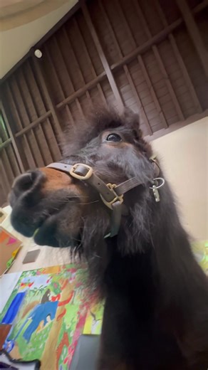 The fastest hoofs in the west | The Adventures Of Patrick The Pony