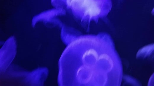 #worldjellyfishday #aquaculture #fisheriesscience #moonjellyfish #marinebiology #sustainability #oceanhealth #marineeducation #seaaquarium #blueeconomy #singapore #sacredheartcollege… | Tarun N Ashok