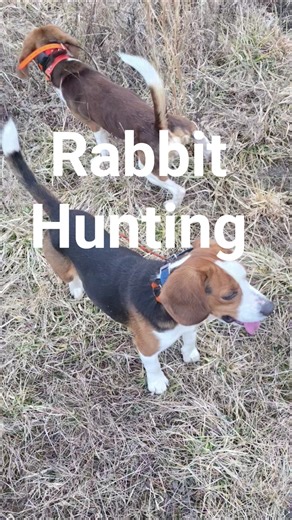 Rabbit Hunting with Beagle Hounds #howtotrackarabbit #puppy #doglife #hunting