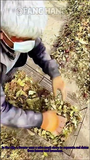 Chinese Red Dates Harvest: Traditional Sieving Method to Separate Dates From Leaves