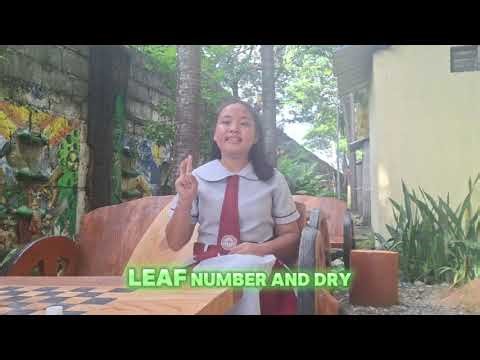 PNR665 CelluSynth: Field Evaluation of Leaf Mulching Machine with Bacillus Subtilis and Cellulase