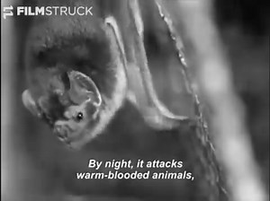 Vampires are real 🦇 Jean Painleve's THE VAMPIRE ('45): http://flms.tk/fb | FilmStruck