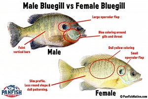 Male Bluegill vs Female Bluegill: Easily Tell The Difference • Panfish Nation