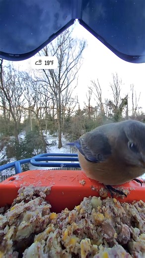 Added suet to my feeder and some fresh water. Birds are loving it. It’s below freezing & extremely windy today. Bring on spring & boating weather! #birdbuddy #easternbluebird | Tracy Poyneer
