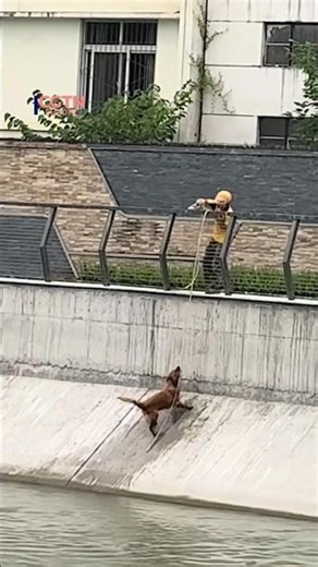 Delivery rider rescues drowning puppy