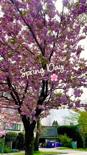 Every Petal Tells a Story🌸It’s Spring🌸