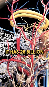 The Incredible Complexity of Our 28 Billion Neuron Brain 🧠 | ft. @Umair Jaliawala Did you know our brain has 28 billion neurons? That's 28 billion connections working together to make us the complex beings we are. #brain #neurons #complexity #humanbody #amazing #neuroscience #facts #incredible #science #mindblown #CPC23 | Connected Pakistan