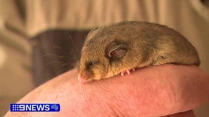 11K views · 215 reactions | They're one of our most critically endangered native animals, and now some Sydney scientists are looking back in time to try to save the Mountain Pygmy Possum from extinction. At a sanctuary in Lithgow, they're making real progress in seeing how the marsupial can adapt to life in a warmer climate. #9News | 9 News Sydney | Facebook