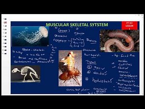 Primary seven (p7) lesson 1 muscular skeletal system